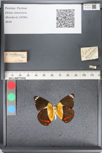 Media type: image;   Entomology 130353
